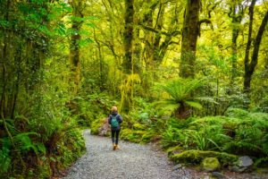 Milford Track Walk